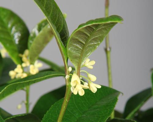 金桂开花全指南（从养殖到开花）