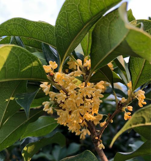 金桂开花时间与花期特点（探秘金桂花的美丽与神秘）