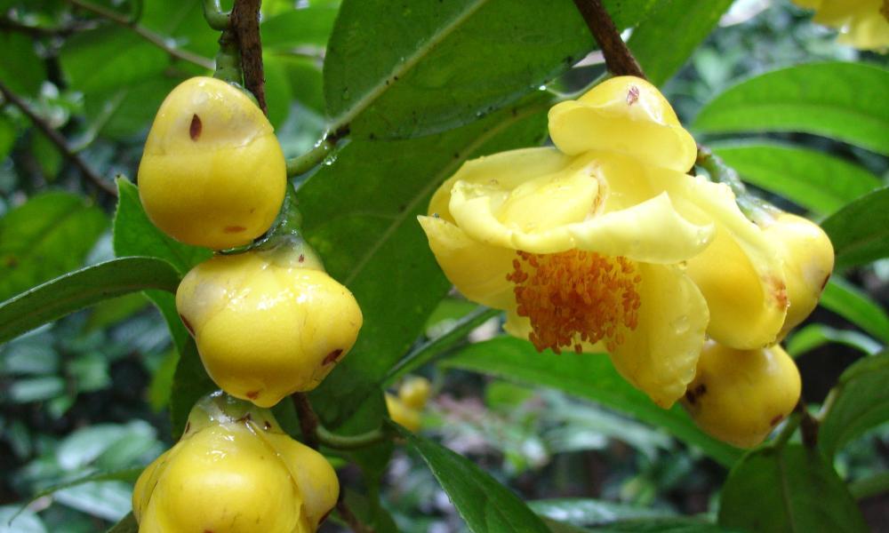 金花茶是属于被子植物吗（金花茶的分类和特征）