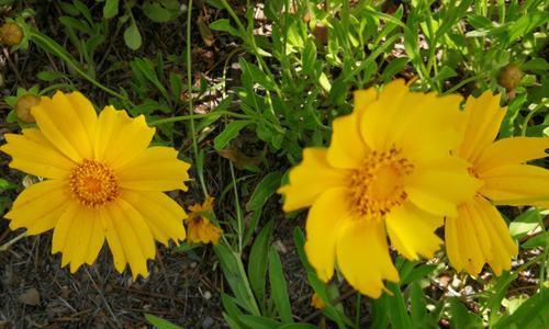 金鸡菊——花语和寓意（传递幸福与永恒）