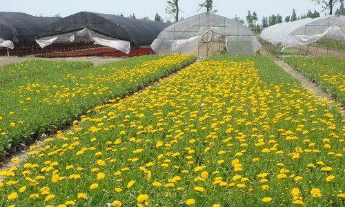 金鸡菊种植技巧：什么时候播种最好？