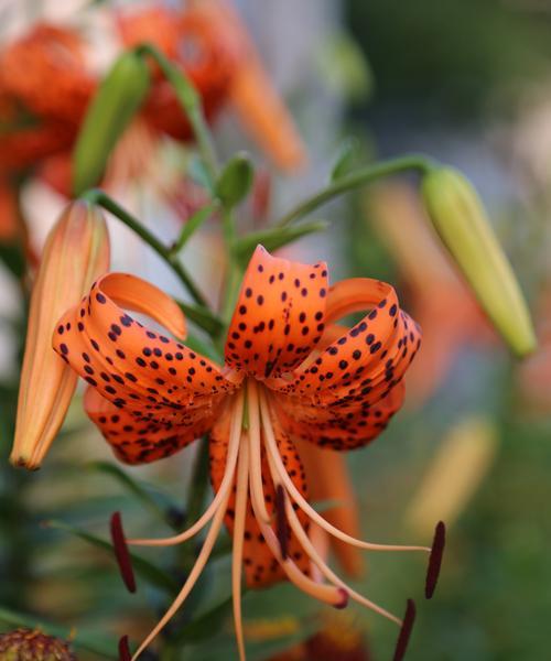 虎皮百合，花开花语（探寻虎皮百合的花语与象征）