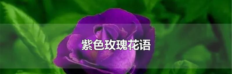 花语玫瑰数量传达的深情意义（用数量演绎玫瑰的浪漫密码）