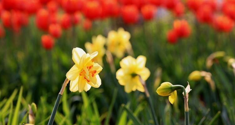 黄水仙花语的含义及传说（揭秘黄水仙花语的由来与象征意义）