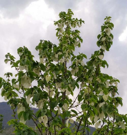 活化石植物（探索古老的生命密码）