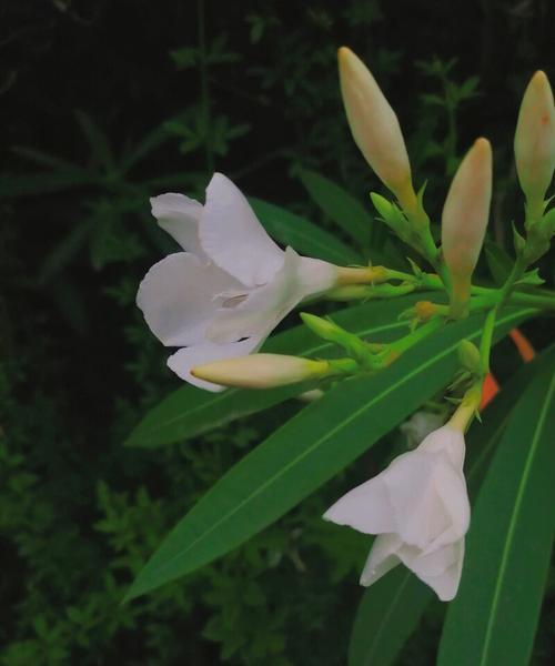 夹竹桃的花语与寓意（用花语解读夹竹桃的寓意）