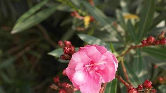 夹竹桃花语之美丽与危险（探寻夹竹桃花语的深层含义）