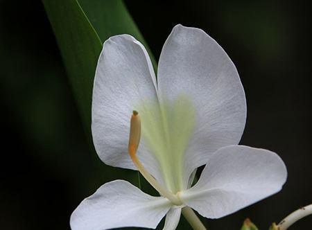 姜花花语与人生启示（姜花）