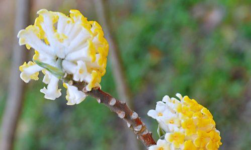 以结香花的寓意（告别与缅怀——以结香花的象征意义）