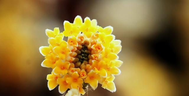 以结香花花语（用花语表达内心情感）