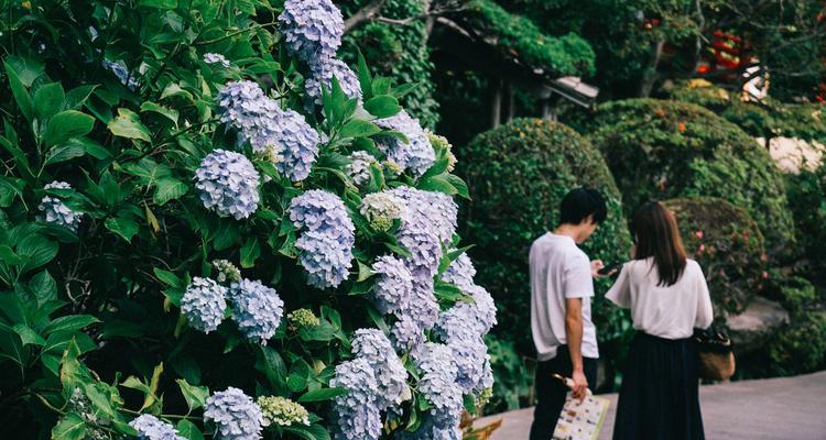 花花语解析（揭秘花的真正含义）