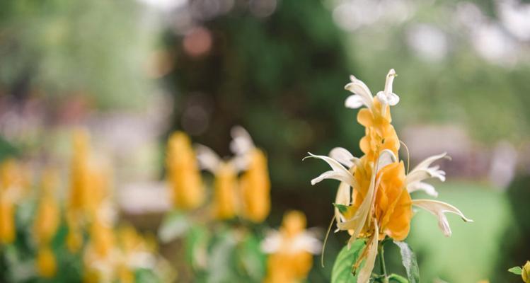 金苞花的花语及其象征意义（探寻金苞花背后的神秘力量）