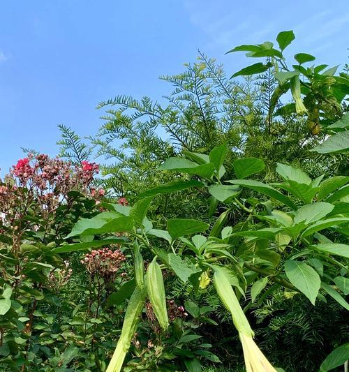 金色曼陀罗花语（曼陀罗花的美丽与含义）