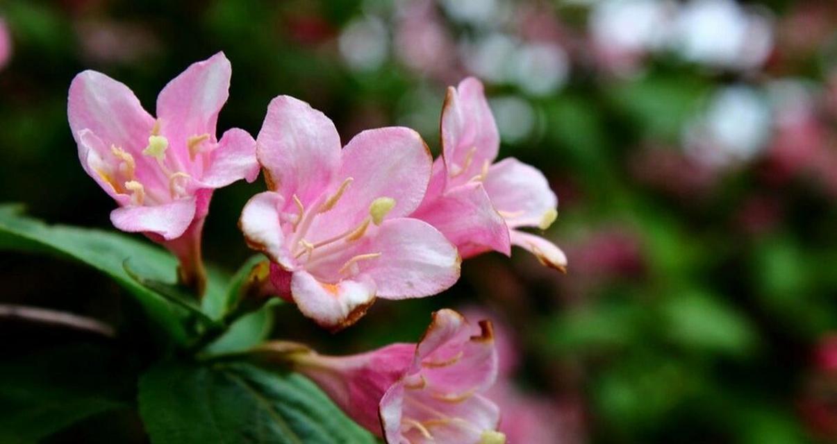 以锦带花的花语之美（花开花谢）