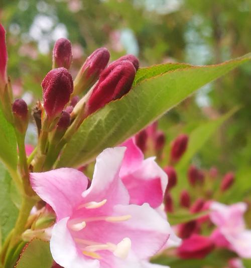 锦带花的花语及象征意义（探秘锦带花的隐藏花语）