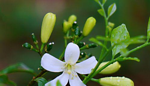 九里香的花语与意义（探索九里香花语的神秘内涵）