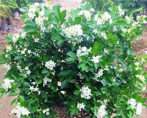 九里香花语之含义与传承（探索九里香花语的深层内涵及其在传统文化中的重要性）