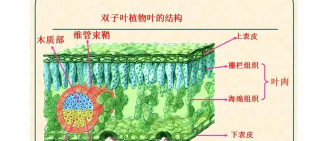 葡萄（解密葡萄的单子叶植物身份）