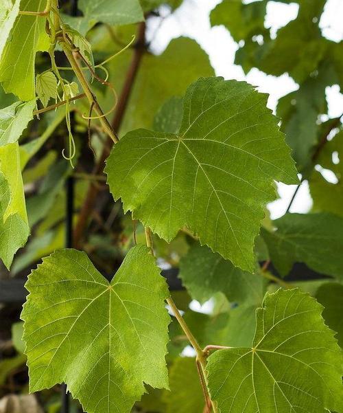 葡萄的花序类型及特点——圆锥状花序