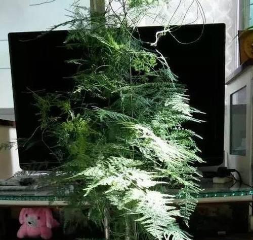 葡萄糖能否成为植物的良好营养品（探究葡萄糖作为植物营养的效果与方法）