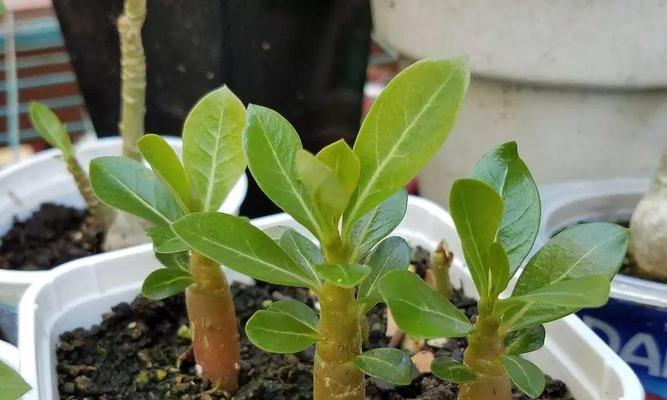 葡萄糖能否成为植物的良好营养品（探究葡萄糖作为植物营养的效果与方法）