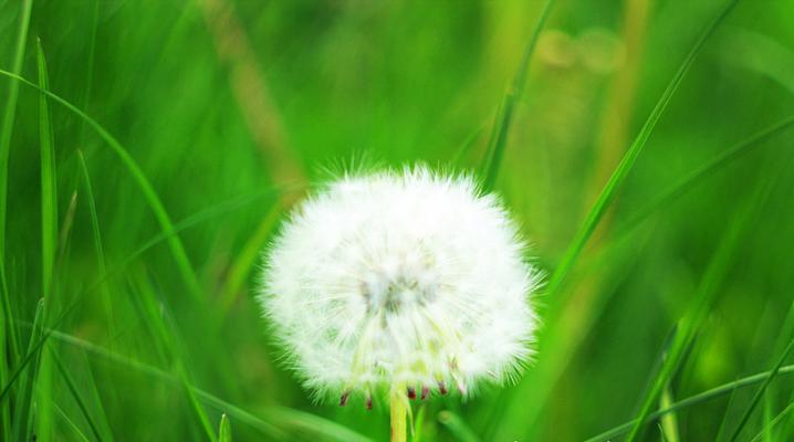 蒲公英的生长环境及特点（探究蒲公英的适宜生长环境和不同生长地点的特点）