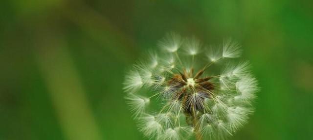 蒲公英的花语（探寻蒲公英花语的内涵与意义）