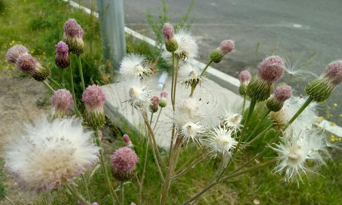 蒲公英开花时间及花语解析（春天的蒲公英）