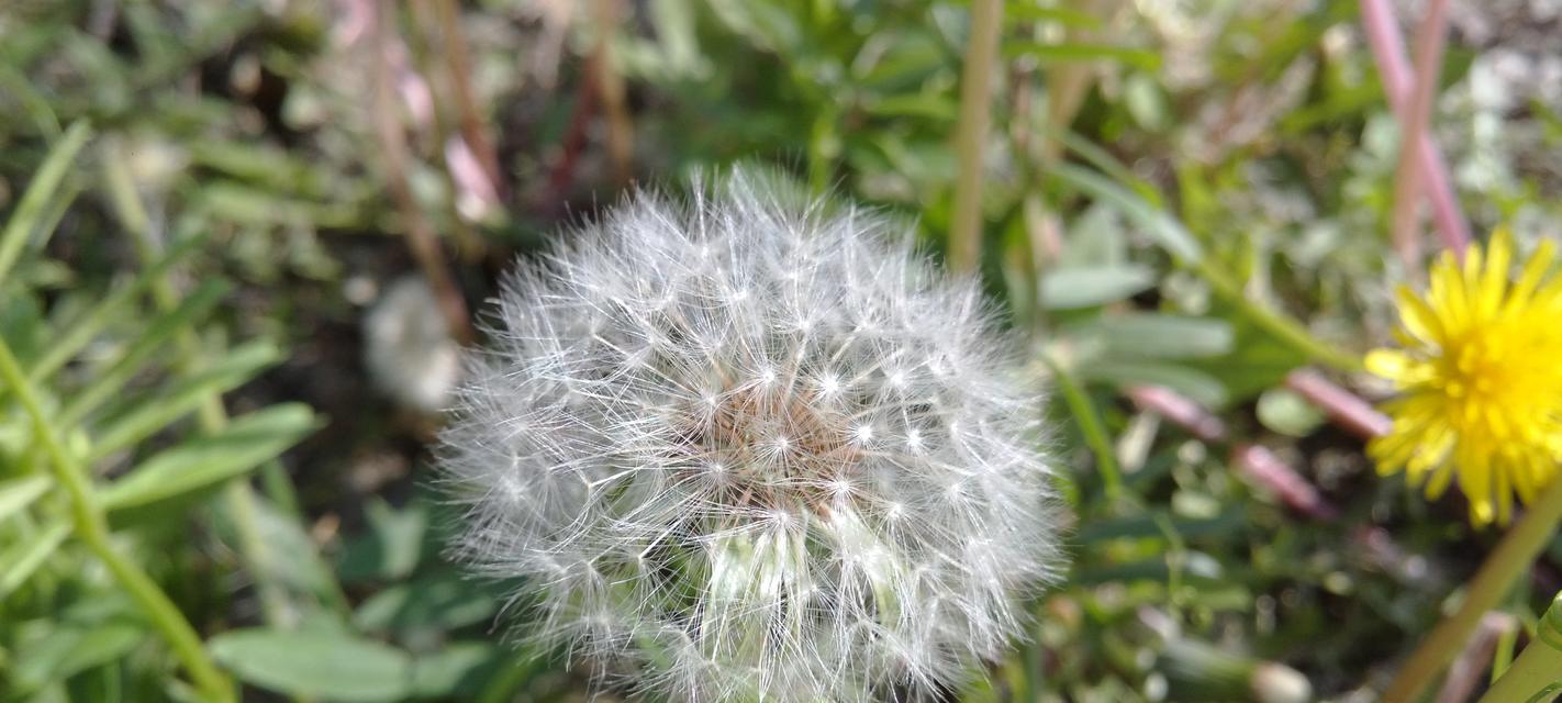 蒲公英——一种常见的野生草本植物（解读蒲公英）