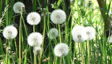 蒲公英——一种常见的野生草本植物（解读蒲公英）