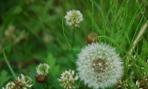 蒲公英——一种常见的野生草本植物（解读蒲公英）