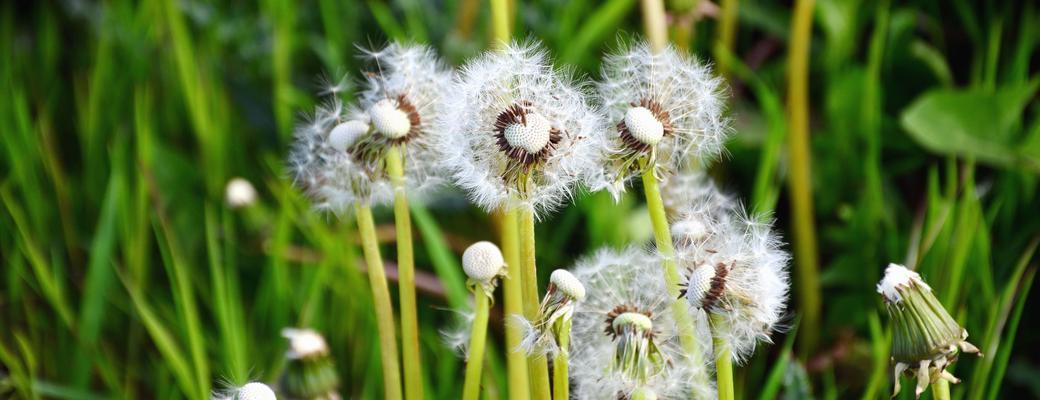 蒲公英不仅仅是野草（揭秘蒲公英的种子植物身份）