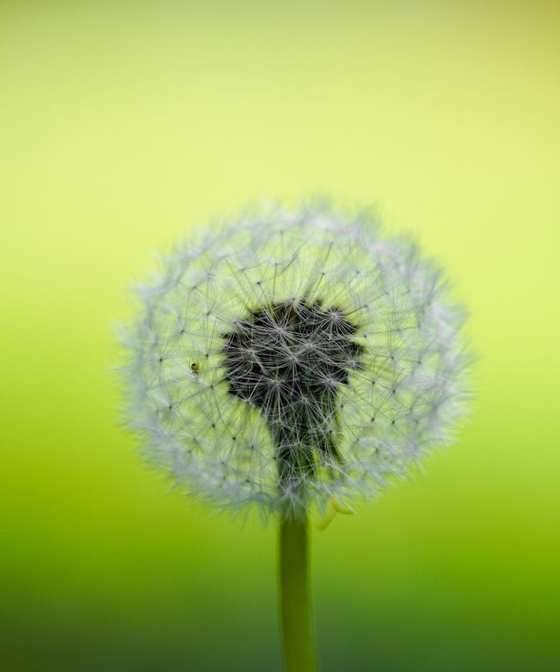 蒲公英——一种常见的草本植物（了解蒲公英的科学分类）