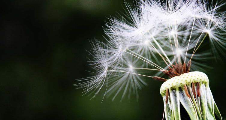 蒲公英——一种常见的草本植物（了解蒲公英的科学分类）