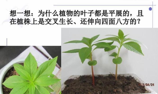 如何正确保存蒲公英种子（保留花田的美丽）