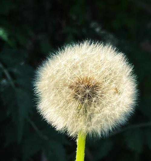 如何正确保存蒲公英种子（保留花田的美丽）