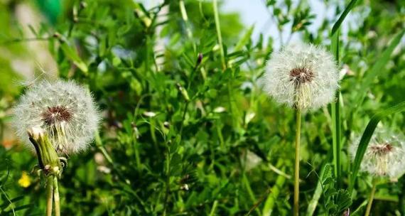 蒲公英种子的种植方法（如何在家里种植蒲公英）