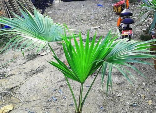 蒲葵——裸子植物中的明珠（探究蒲葵属于裸子植物的原因及特点）