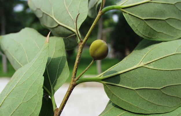 揭秘“朴树”（从分类到特征）