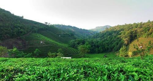 普洱茶的产地是哪里？——中国茶叶名镇探寻普洱茶的来历