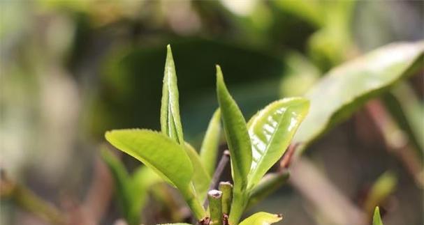 普洱茶的生长环境及生长地方条件（探秘普洱茶的土壤）