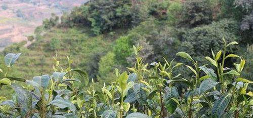 普洱茶的生长环境及生长地方条件（探秘普洱茶的土壤）