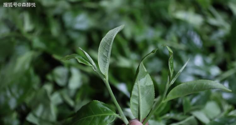 普洱茶渣的肥料利用价值（解析普洱茶渣在肥料领域的优势与不足）