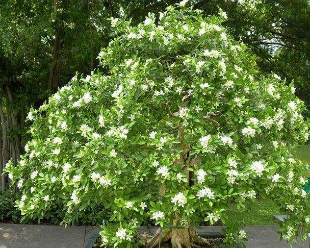 七里香：一种香气迷人的植物