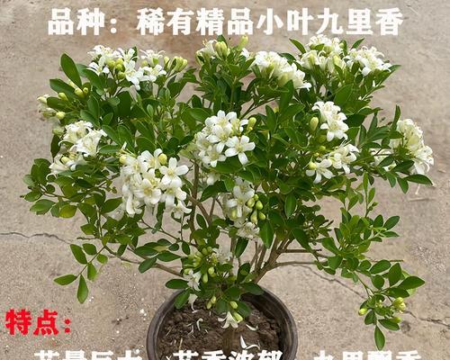 七里香的家庭养法（从种植到养护）