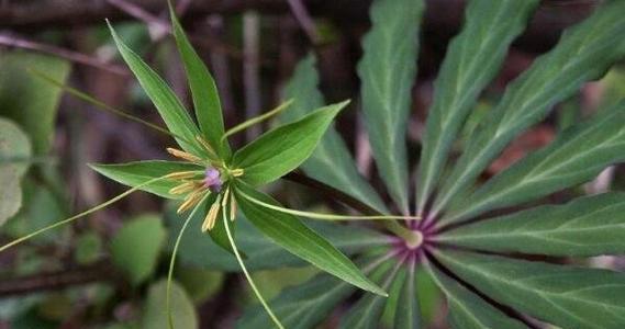 如何在室内种植七叶一枝花（打造居家小花园的秘诀）