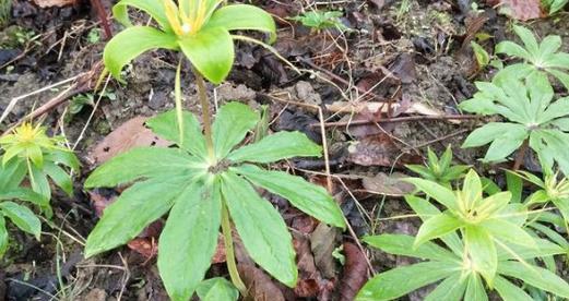 如何在室内种植七叶一枝花（打造居家小花园的秘诀）