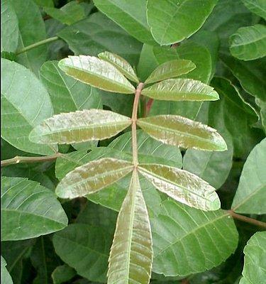 漆树科植物的种类与特点（探秘漆树）