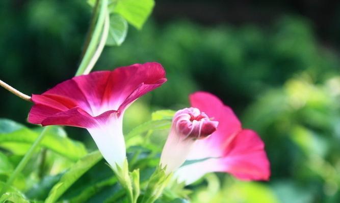 探秘牵牛花的神奇之处（掌握牵牛花的特征和种植技巧）