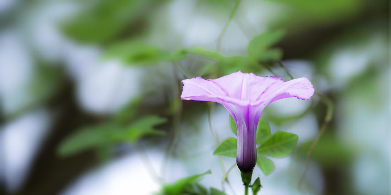 牵牛花开花时间的奥秘（探究牵牛花开花的生物钟）